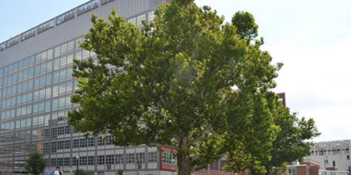 mature tree by a building