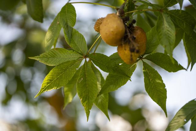 buckeye tree